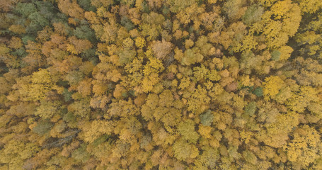 Aerial view over yellow golden birch forest in autumn