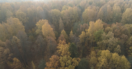 Aerial view over autumn forest in the morning