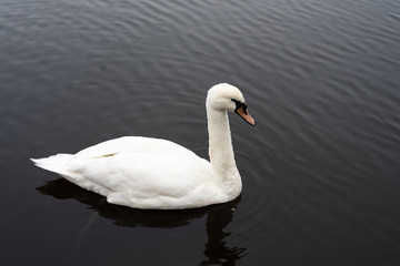 Obraz premium Goose in the river