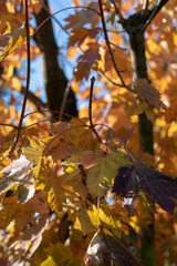 Yellow leaves on a tree during the autumn