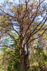 single isolated large big tree in nature