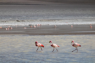group of pink flamingos