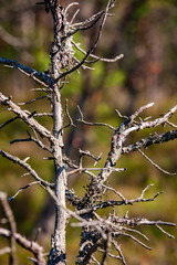 naked tree branches in late autumn with no leaves