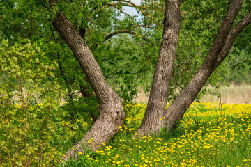 single isolated large big tree in nature