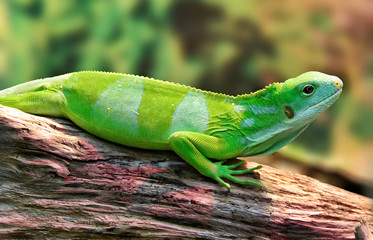 The Fiji banded iguana lives on the Fiji Islands and on the nearby islands. The wild population is less than 10,000. They inhabit undisturbed habitats, from high cloud forests to low-lying coastal swa