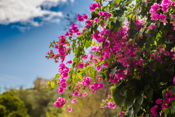 Obraz premium Blooming bougainvillea.Magenta bougainvillea flowers.Bougainvillea flowers as a background. 
