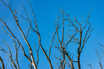 naked tree branches in late autumn with no leaves