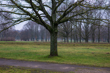 Obraz premium single isolated large big tree in nature