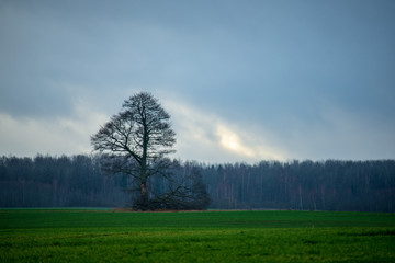 Obraz na płótnie Canvas single isolated large big tree in nature