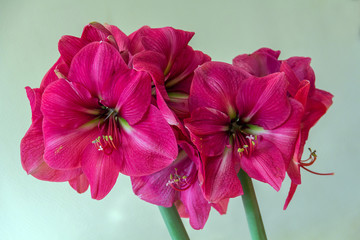 Pink amaryllis flower blooming (Violetta)