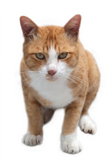 Obraz premium Cute cat is staring.