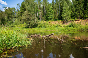 Obraz premium water stream in river of Amata in Latvia with sandstone cliffs, green foliage