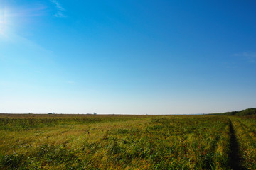 Green field on blue sky background