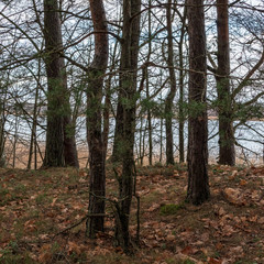 naked tree branches in late autumn with no leaves