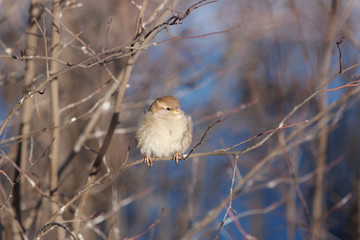 portrait of a sparrow