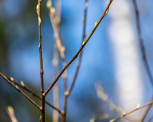 tree branches