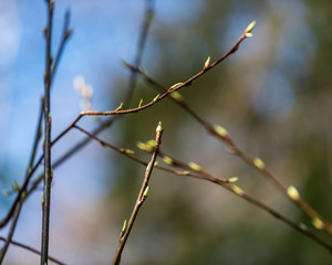 tree branches