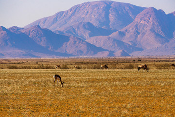 springbok namibia desert mountain namib