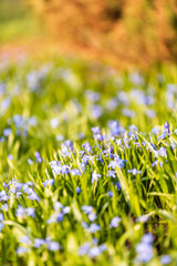 countryside garden flowers on blur background