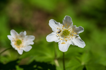 countryside garden flowers on blur background