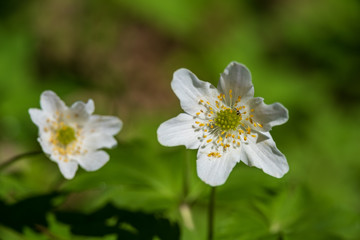 countryside garden flowers on blur background