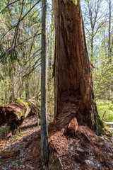 single isolated large big tree in nature