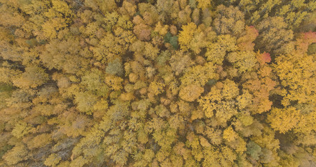 Aerial top view over yellow golden birch forest in autumn