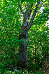 single isolated large big tree in nature