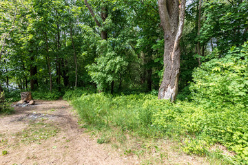 single isolated large big tree in nature