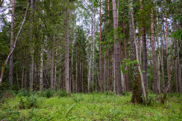 forest details with tree trunks and green foliage in summer