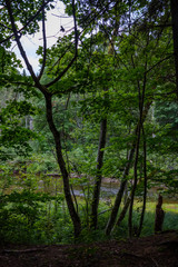 Obraz premium forest details with tree trunks and green foliage in summer