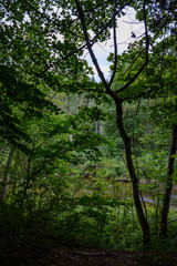 forest details with tree trunks and green foliage in summer