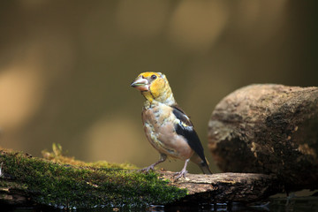 The hawfinch (Coccothraustes coccothraustes) sitting at a drinker.Juvenile color passerine near water.