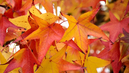 Amberbaum, bunte Herbstfarben, Textur, Banner