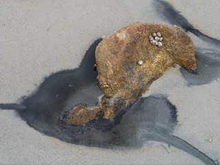 rock with shells on the beach