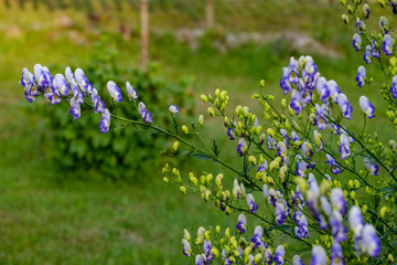 countryside garden flowers on blur background