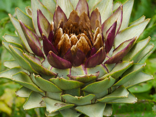 close up of artichoke