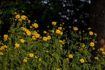 countryside garden flowers on blur background