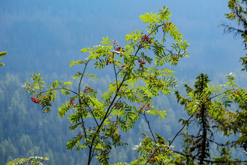 forest details with tree trunks and green foliage in summer