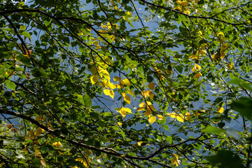 forest details with tree trunks and green foliage in summer