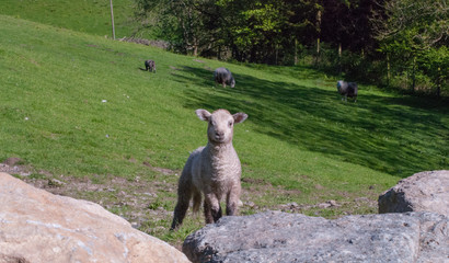 Naklejka premium White Lamb in England