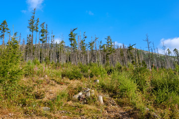 forest details with tree trunks and green foliage in summer