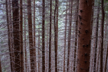 Obraz premium forest details with tree trunks and green foliage in summer