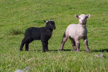 Fototapeta premium Black and White Lamb in England