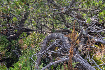 forest details with tree trunks and green foliage in summer