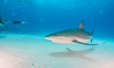 Lemon shark at the Bahamas