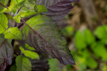 Holy basil at garden