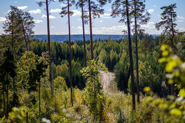 forest details with tree trunks and green foliage in summer