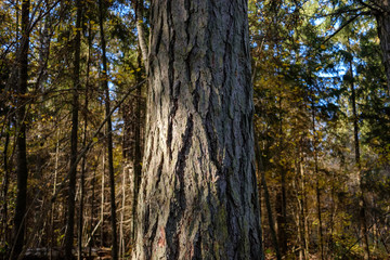 single isolated large big tree in nature