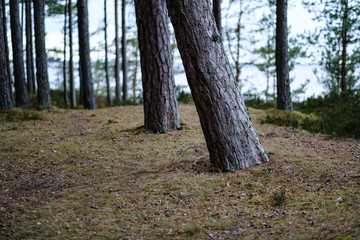forest details with tree trunks and green foliage in summer